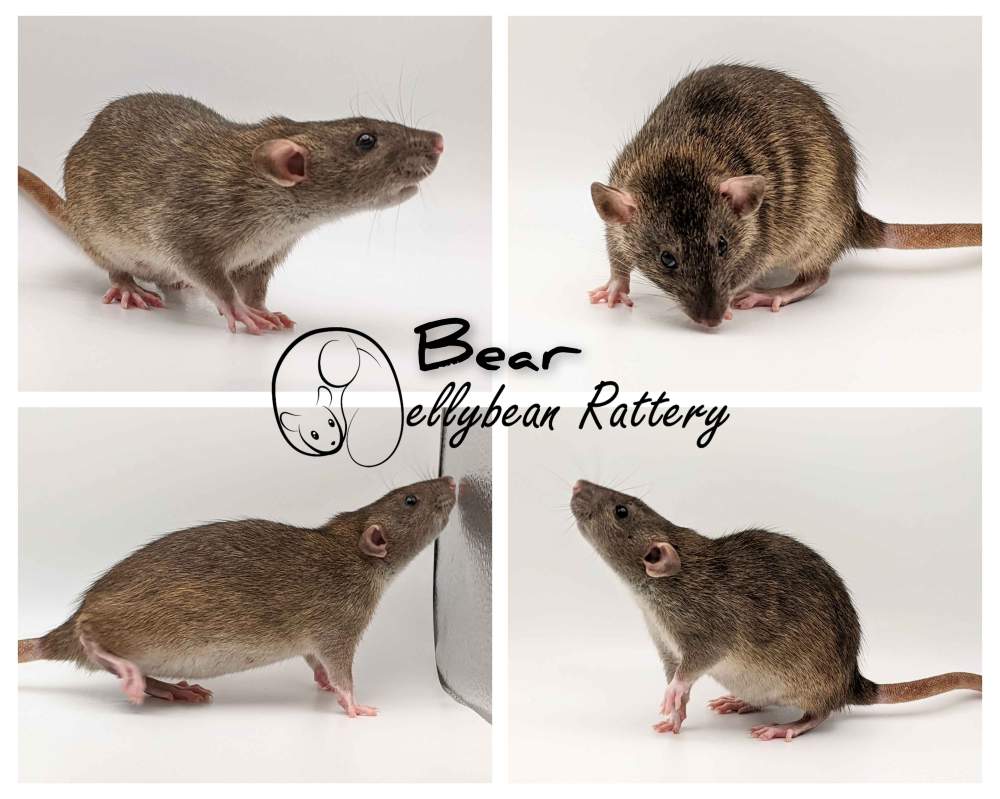 Fancy rat Retired Rattus norvegicus 