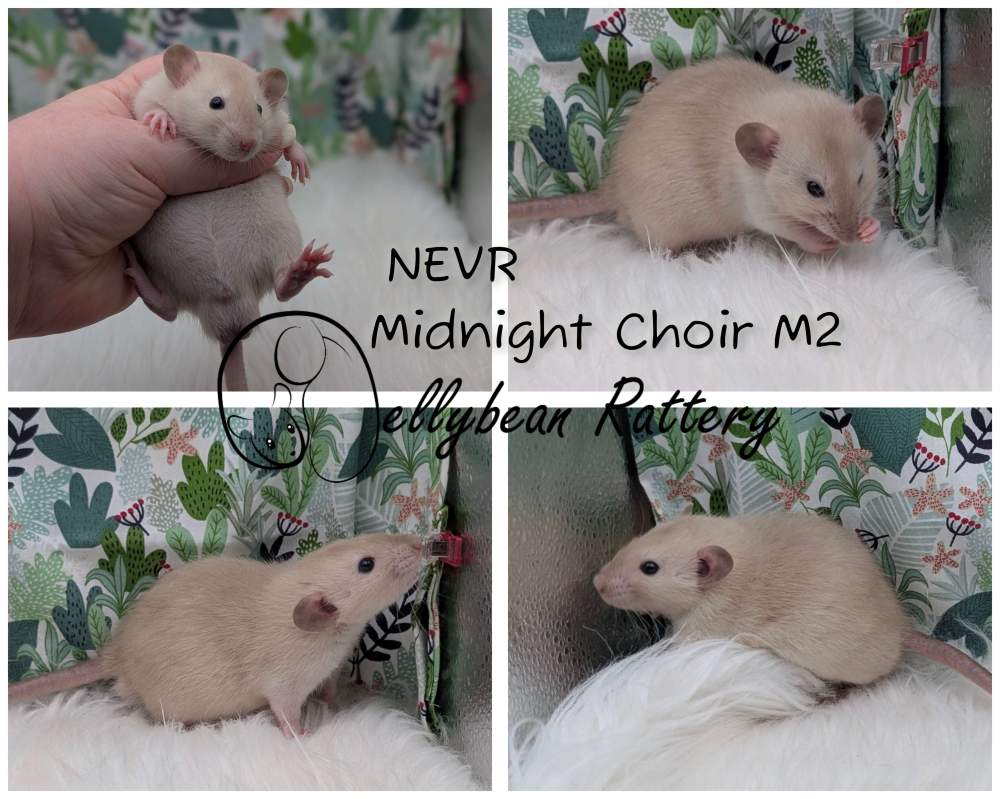 Fancy rat Pet only Rattus norvegicus 