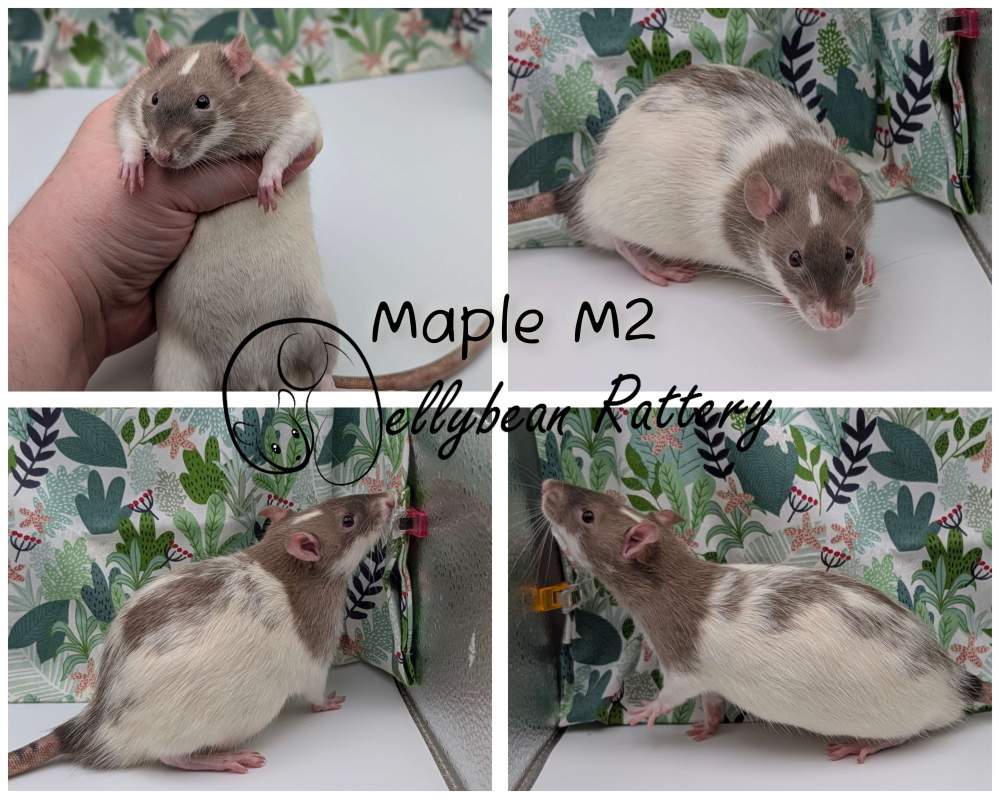 Fancy rat Pet only Rattus norvegicus 