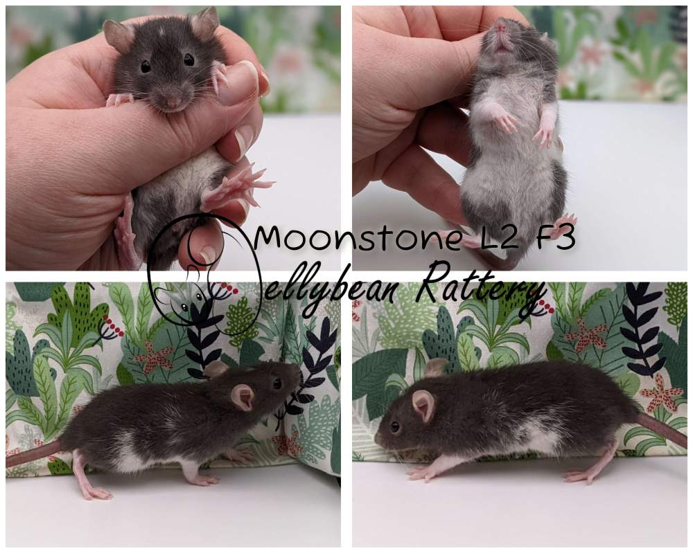 Fancy rat Pet only Rattus norvegicus 