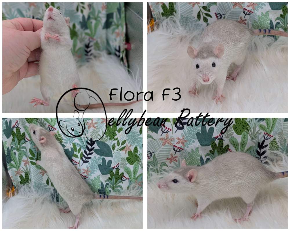 Fancy rat Pet only Rattus norvegicus 