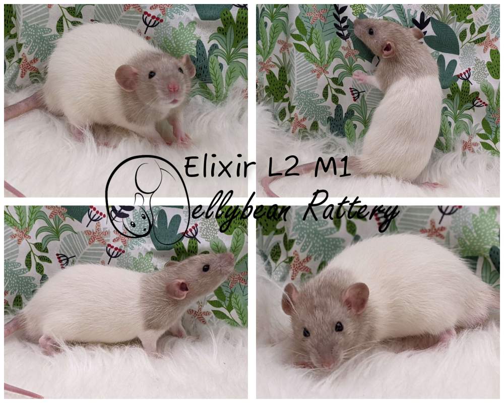 Fancy rat Breeder Rattus norvegicus 