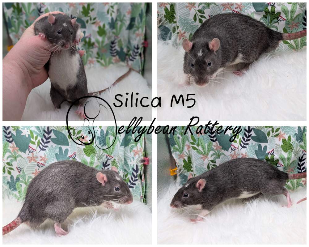 Fancy rat Pet only Rattus norvegicus 