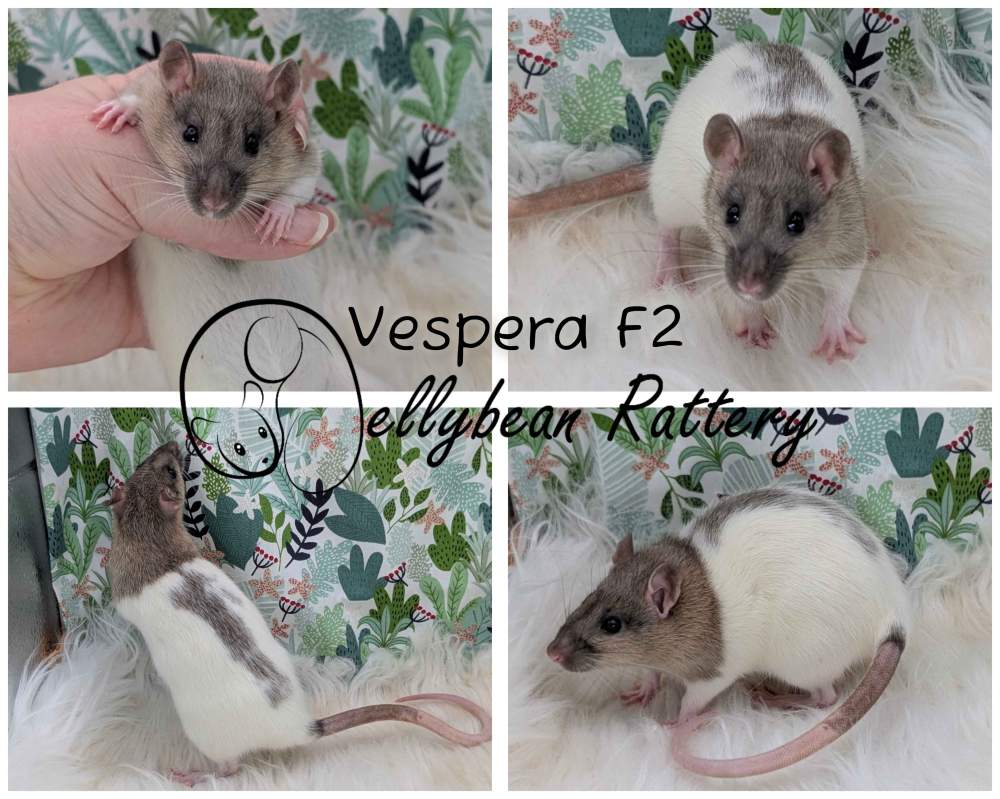 Fancy rat Pet only Rattus norvegicus 