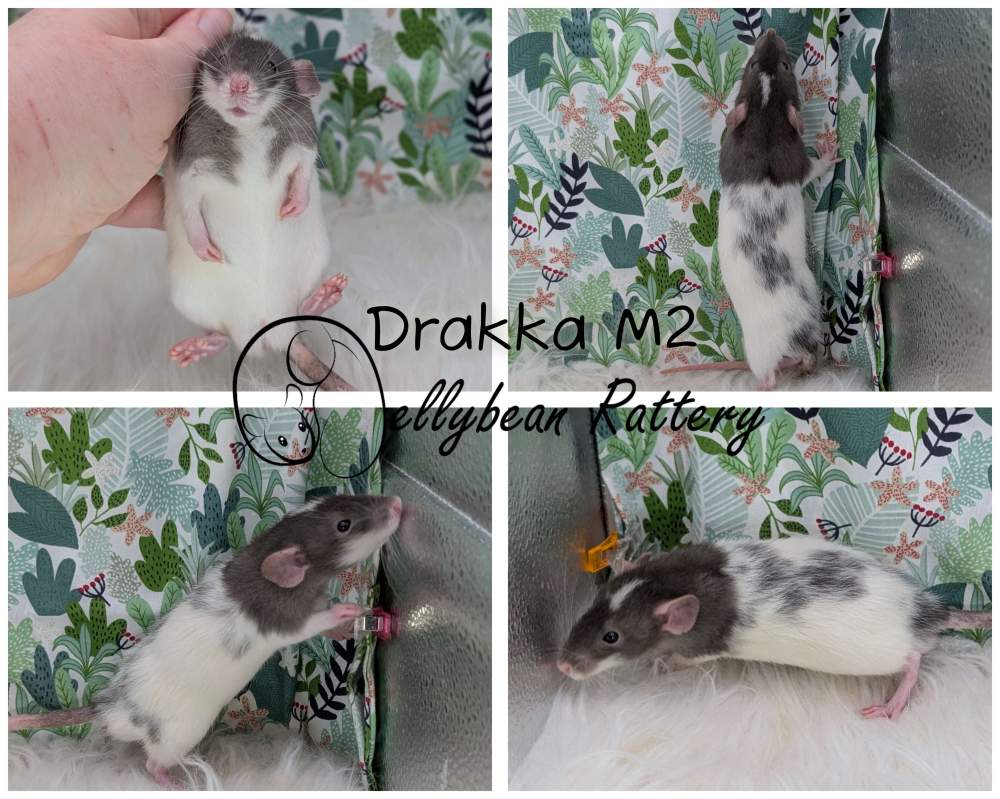 Fancy rat Breeder Rattus norvegicus 