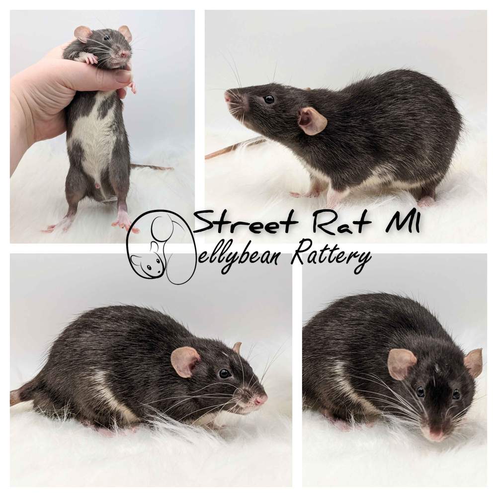 Fancy rat Pet only Rattus norvegicus 