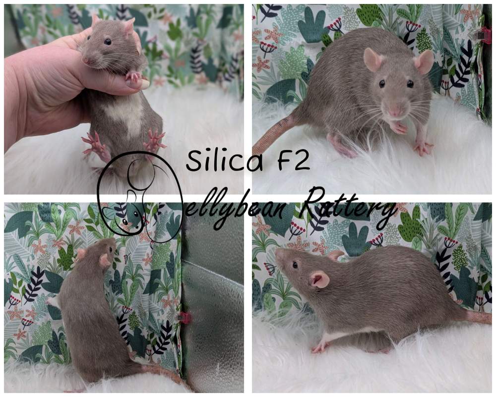 Fancy rat Pet only Rattus norvegicus 