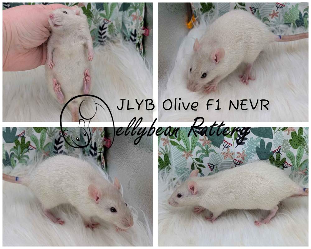Fancy rat Breeder Rattus norvegicus 