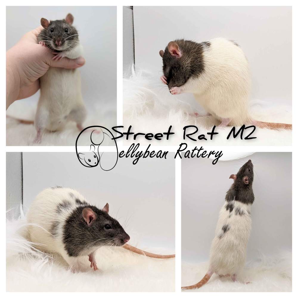 Fancy rat Pet only Rattus norvegicus 