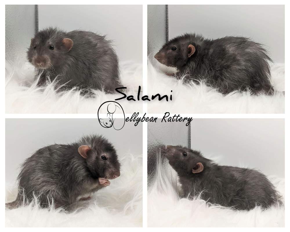 Fancy rat Retired Rattus norvegicus 