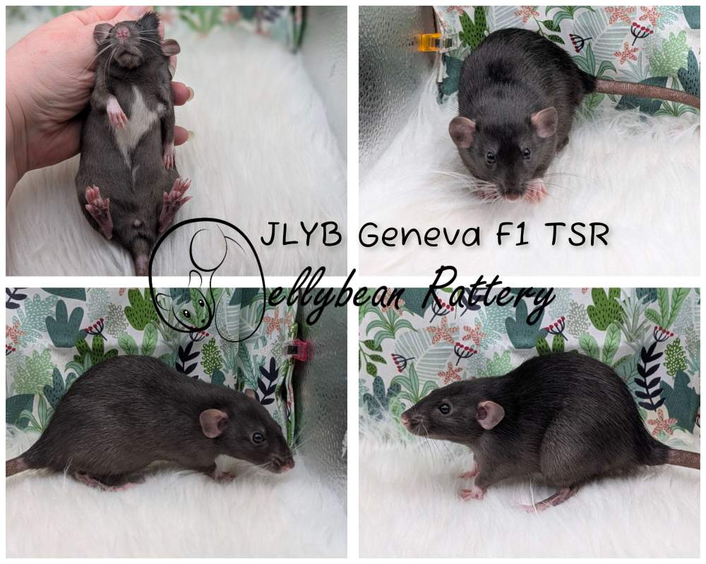 Fancy rat Pet only Rattus norvegicus 