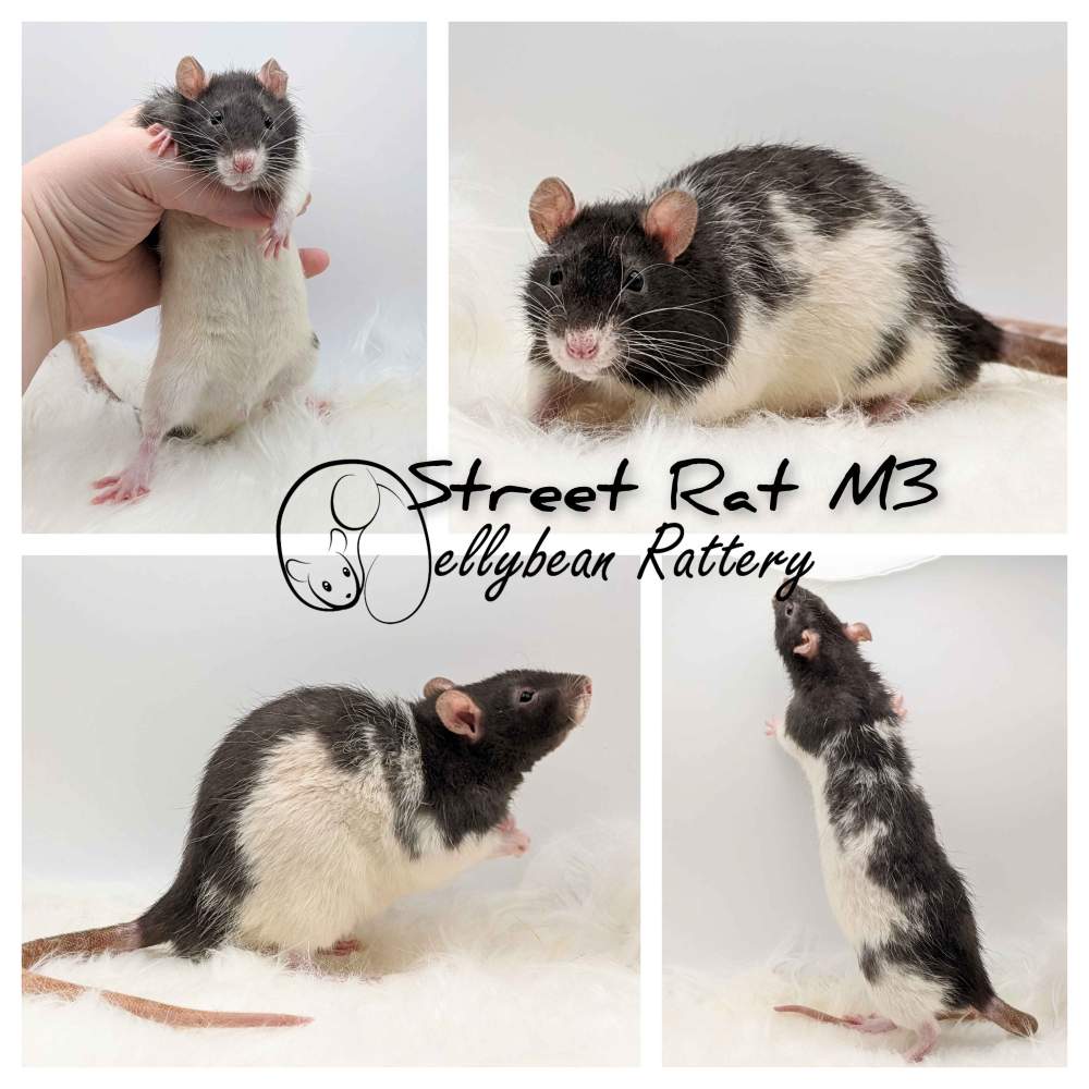 Fancy rat Pet only Rattus norvegicus 
