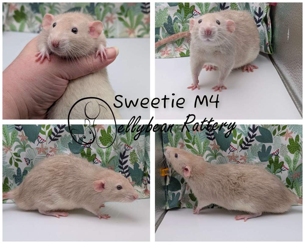 Fancy rat Pet only Rattus norvegicus 