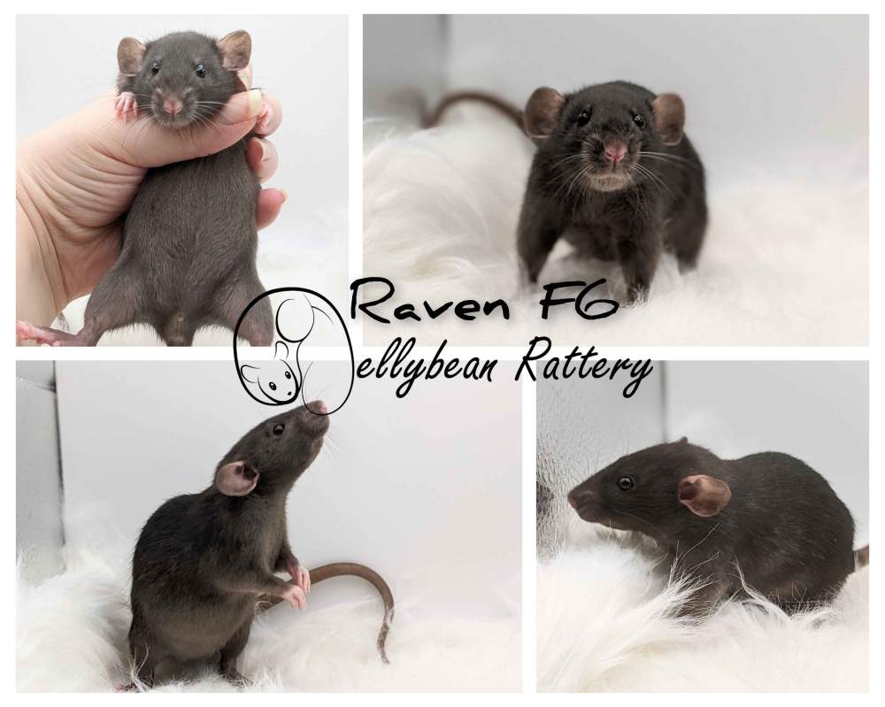 Fancy rat Pet only Rattus norvegicus 