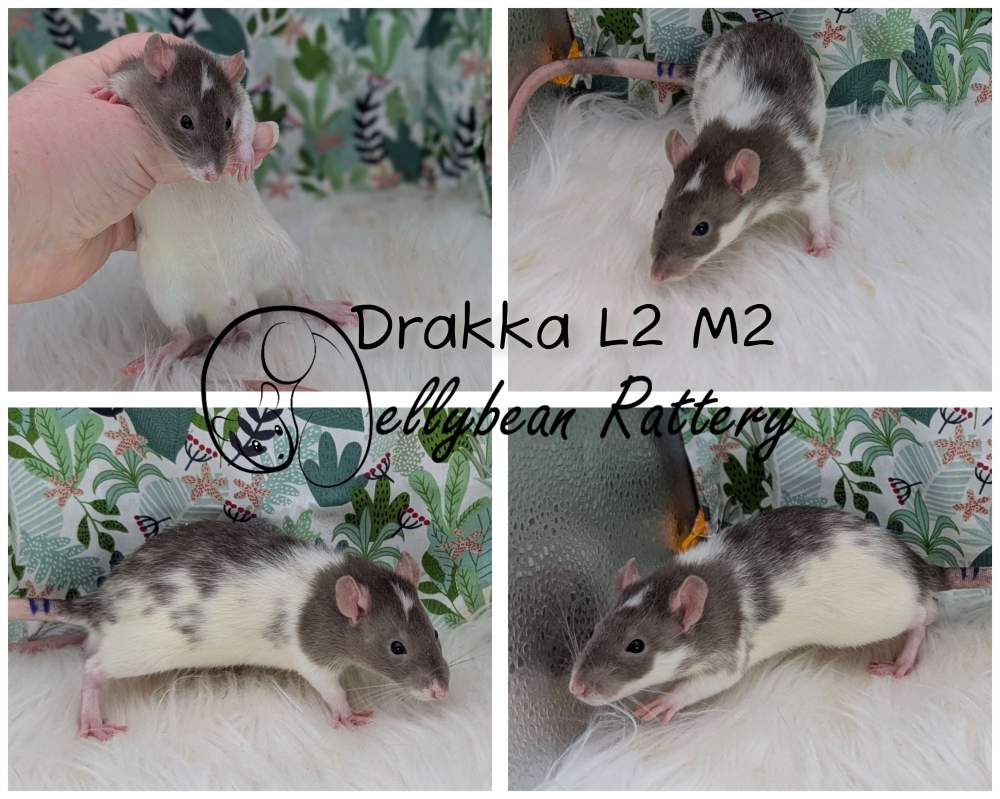 Fancy rat Breeder Rattus norvegicus 