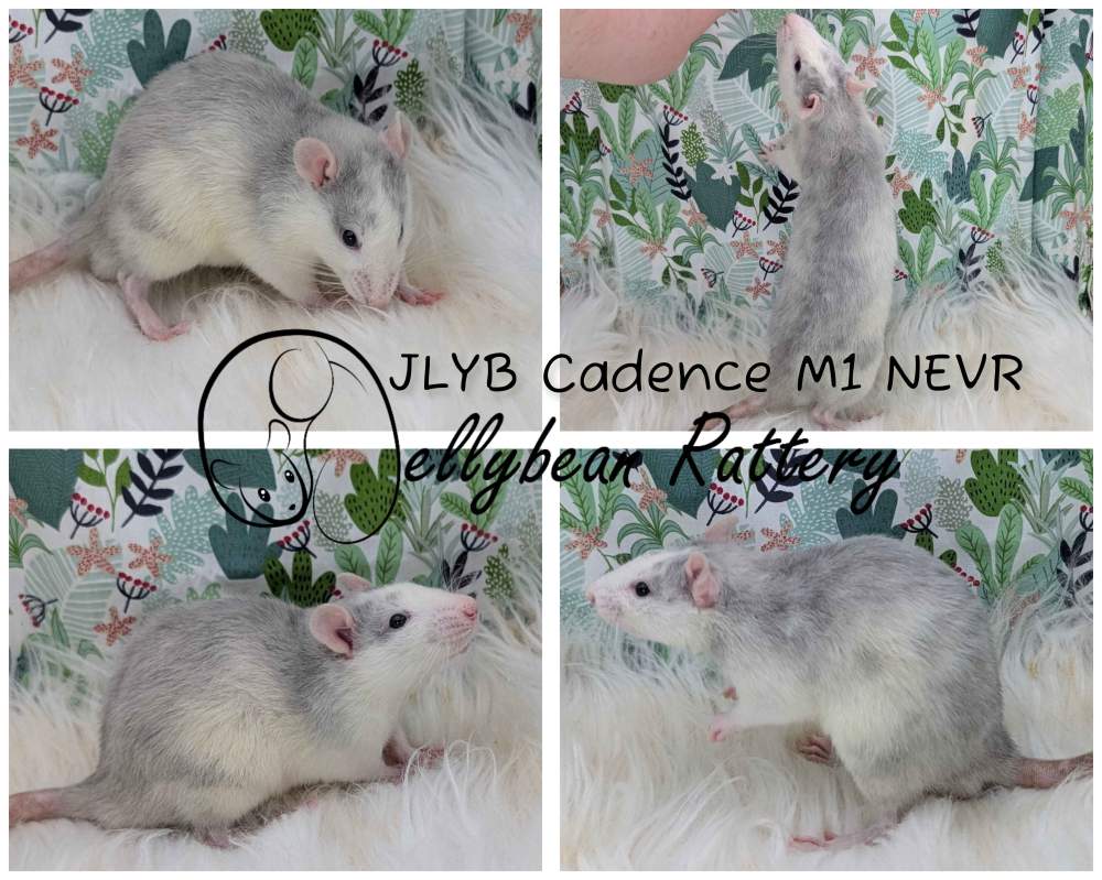 Fancy rat Breeder Rattus norvegicus 