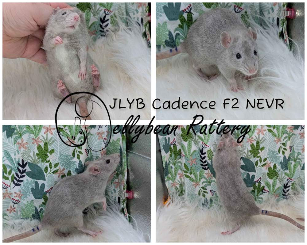 Fancy rat Breeder Rattus norvegicus 