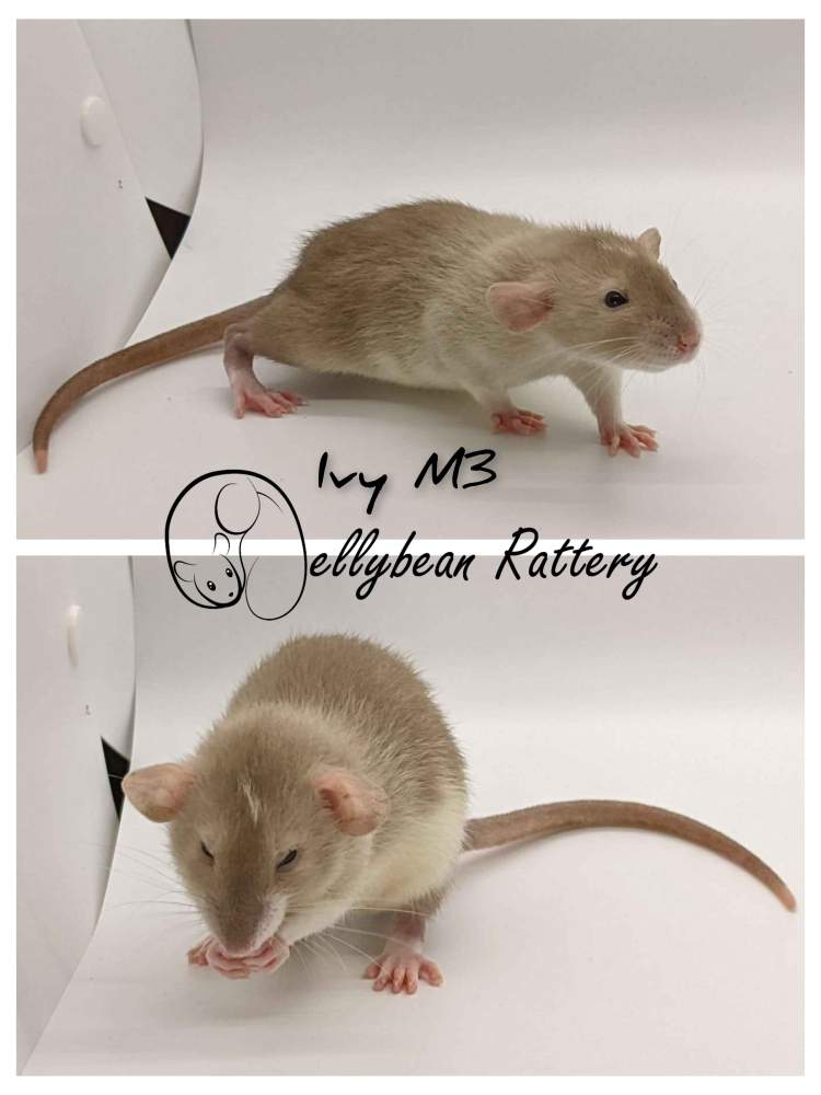 Fancy rat Pet only Rattus norvegicus 