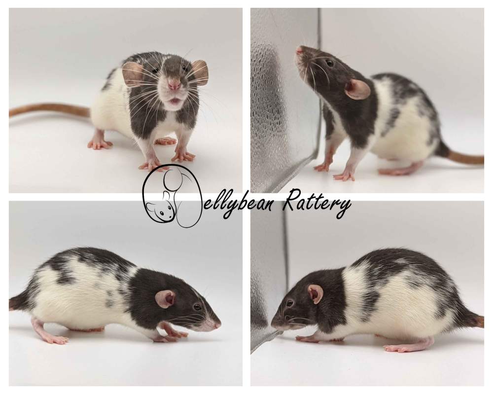 Fancy rat Pet only Rattus norvegicus 