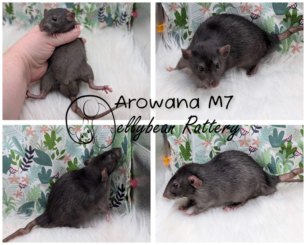 Fancy rat Pet only Rattus norvegicus 