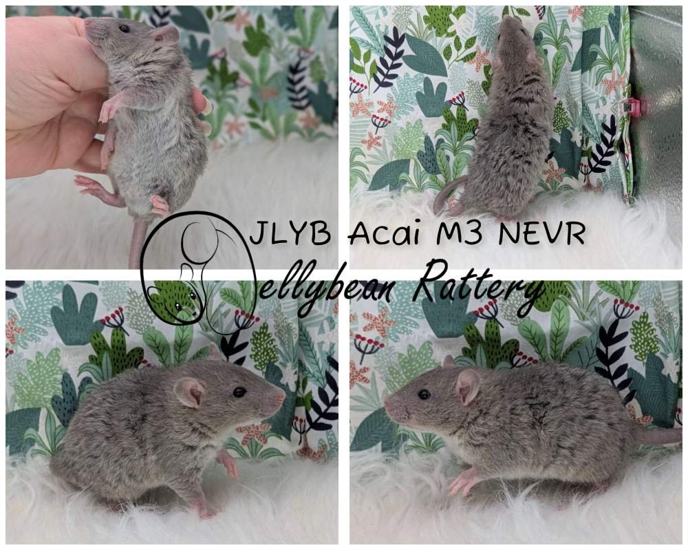 Fancy rat Breeder Rattus norvegicus 