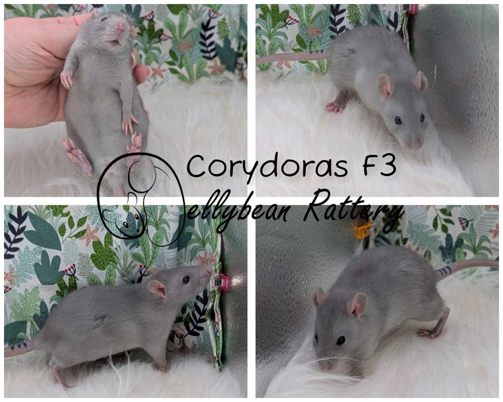 Fancy rat Breeder Rattus norvegicus 