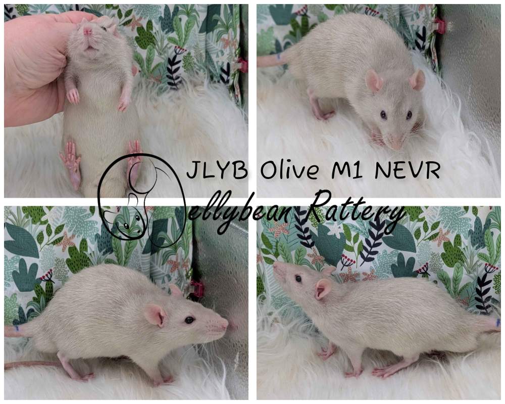 Fancy rat Breeder Rattus norvegicus 