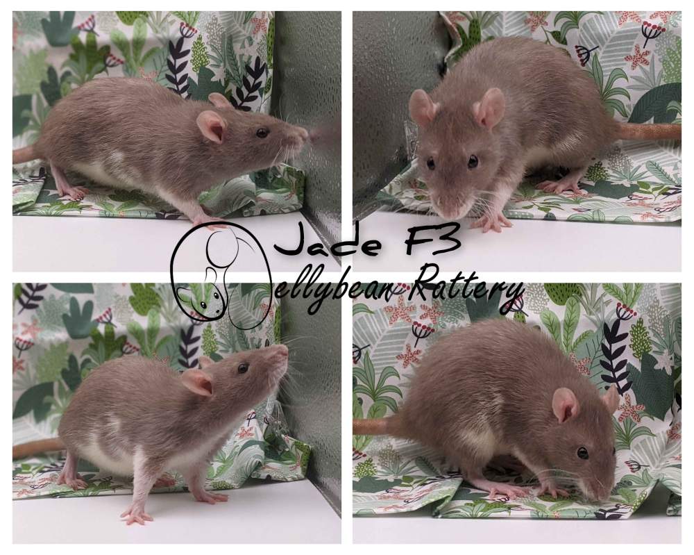 Fancy rat Retired Rattus norvegicus 