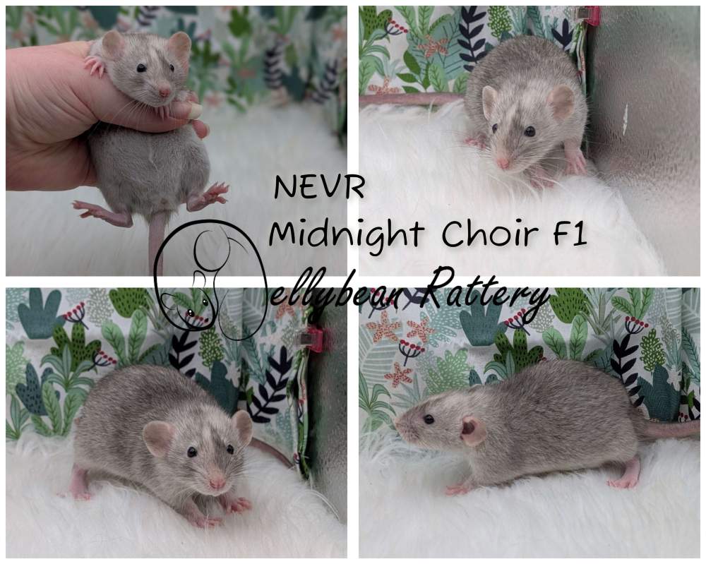 Fancy rat Pet only Rattus norvegicus 