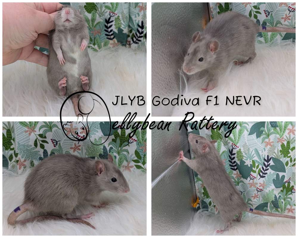 Fancy rat Breeder Rattus norvegicus 