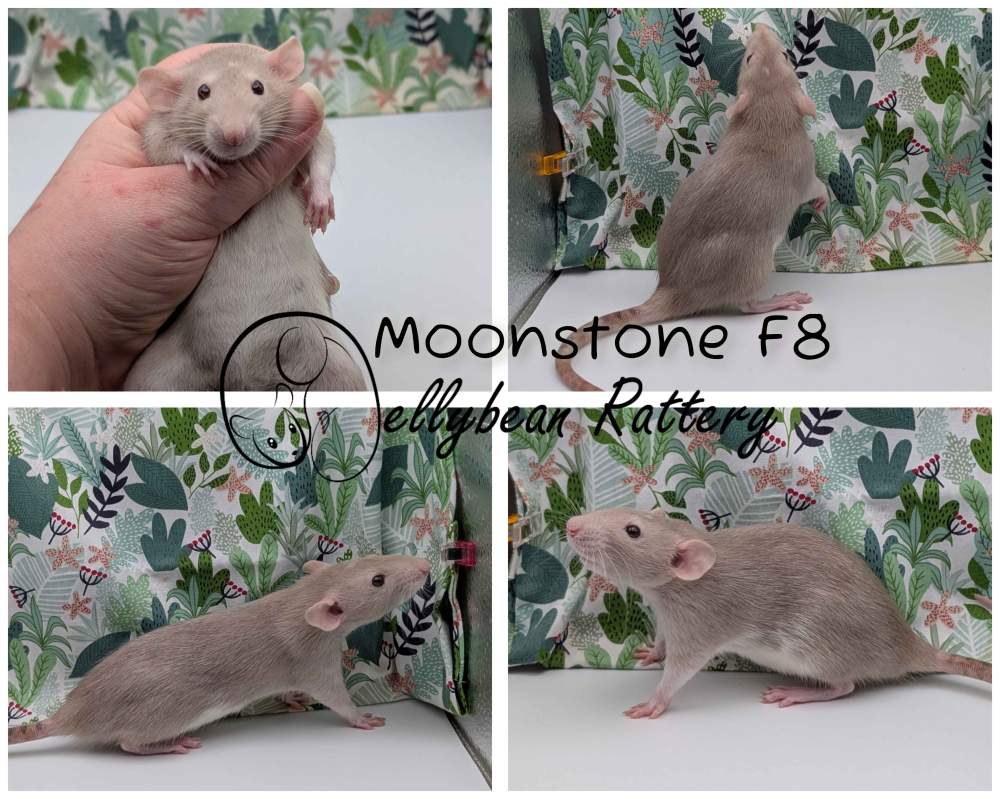 Fancy rat Pet only Rattus norvegicus 