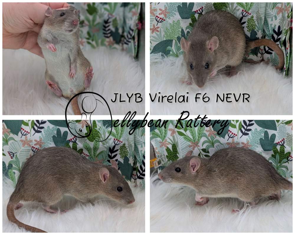 Fancy rat Breeder Rattus norvegicus 
