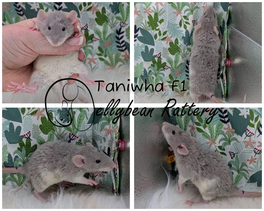 Fancy rat Pet only Rattus norvegicus 