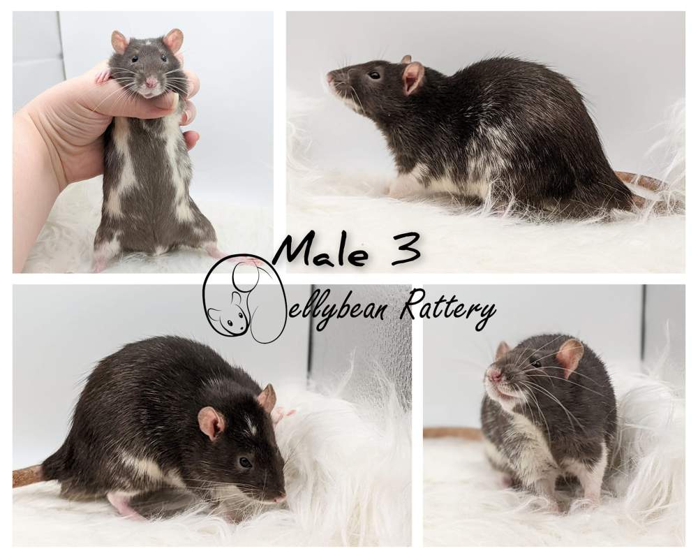 Fancy rat Pet only Rattus norvegicus 