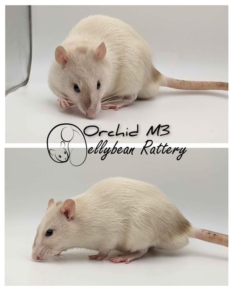 Fancy rat Pet only Rattus norvegicus 