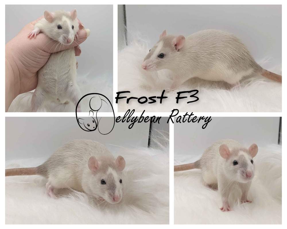 Fancy rat Pet only Rattus norvegicus 