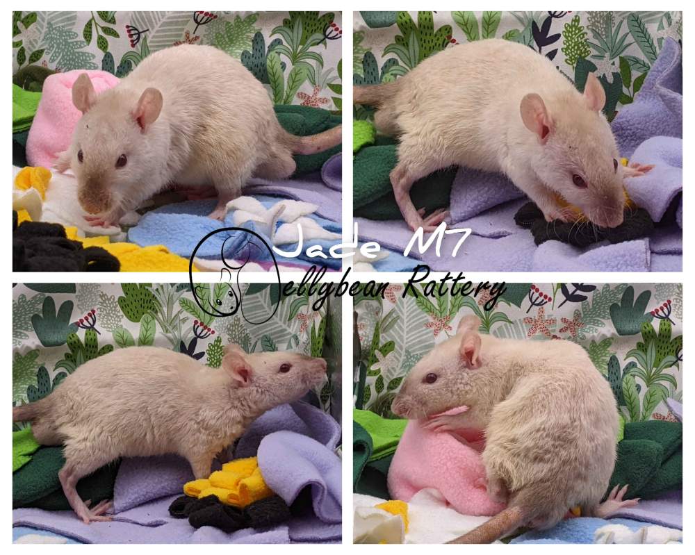 Fancy rat Pet only Rattus norvegicus 