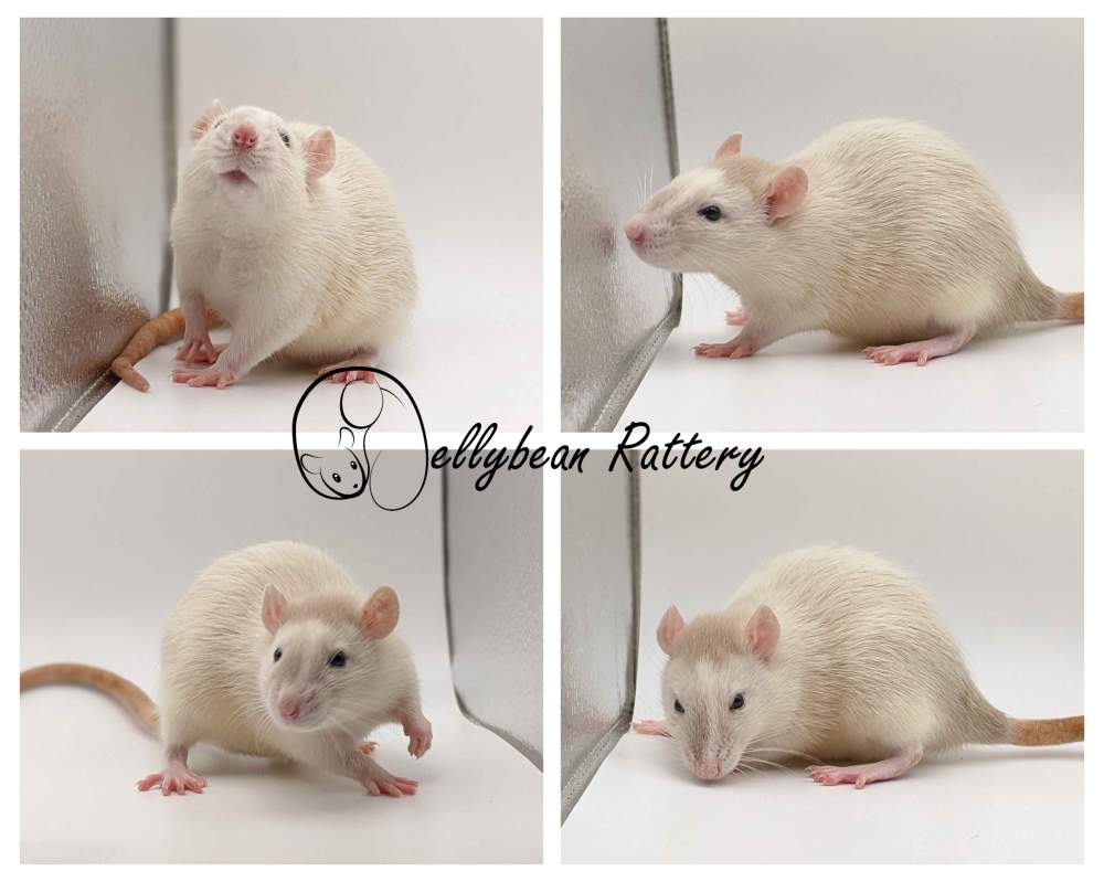 Fancy rat Pet only Rattus norvegicus 