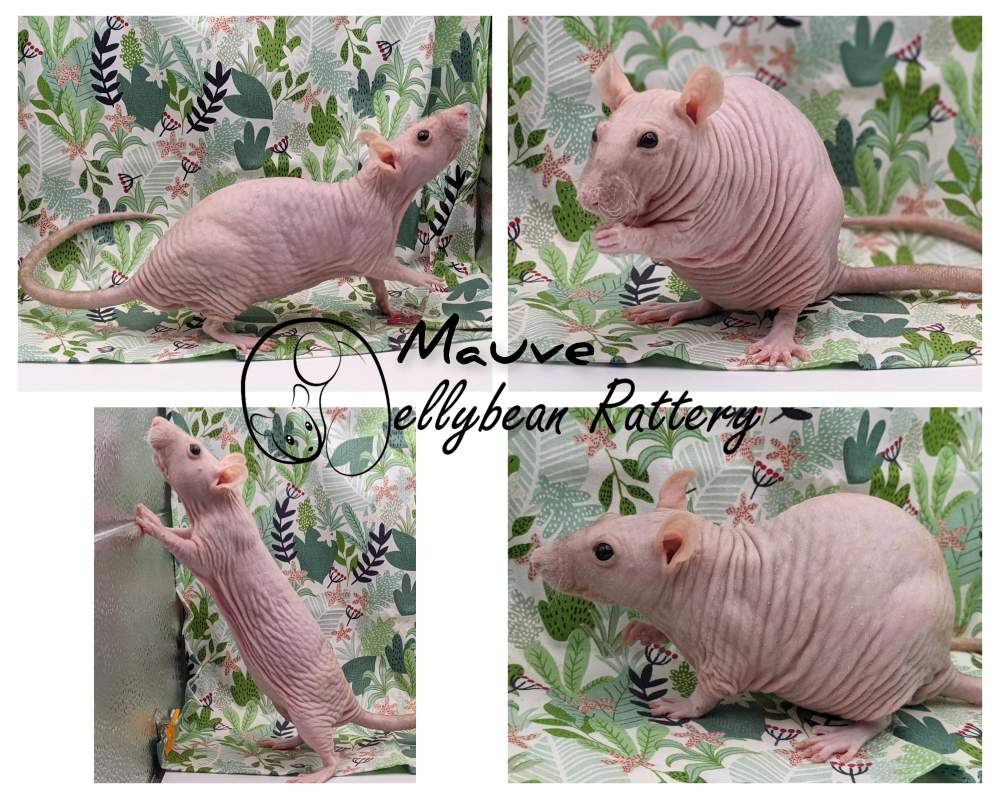 Fancy rat Pet only Rattus norvegicus 