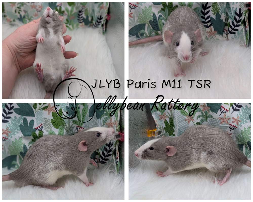 Fancy rat Pet only Rattus norvegicus 