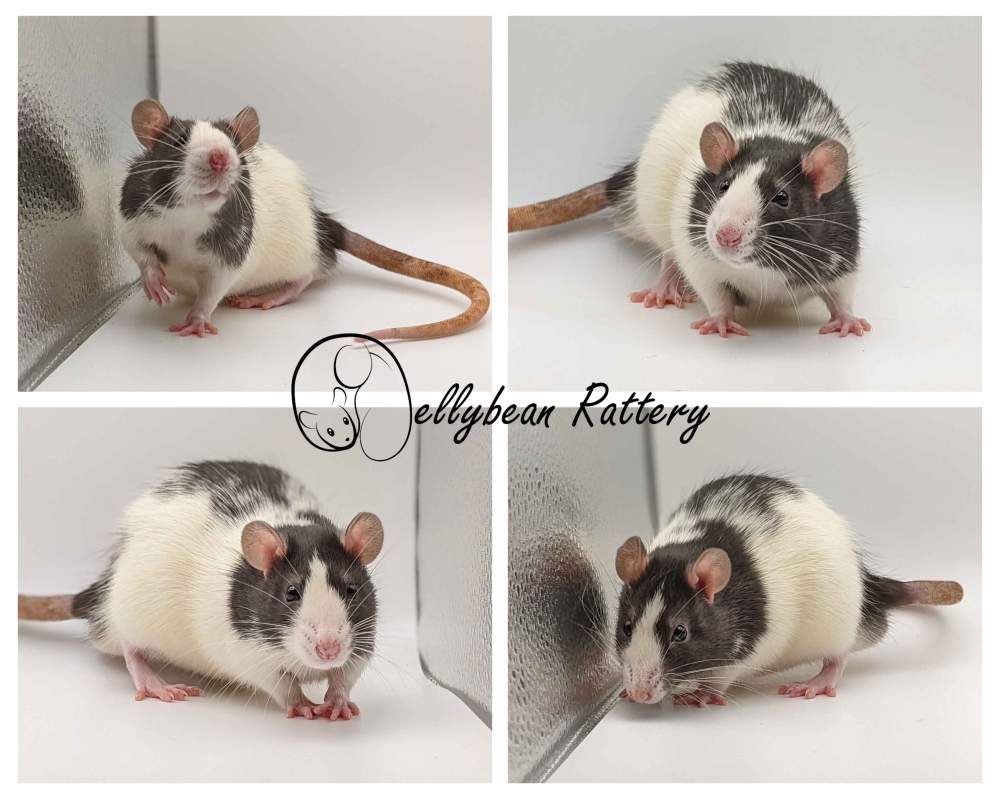 Fancy rat Retired Rattus norvegicus 