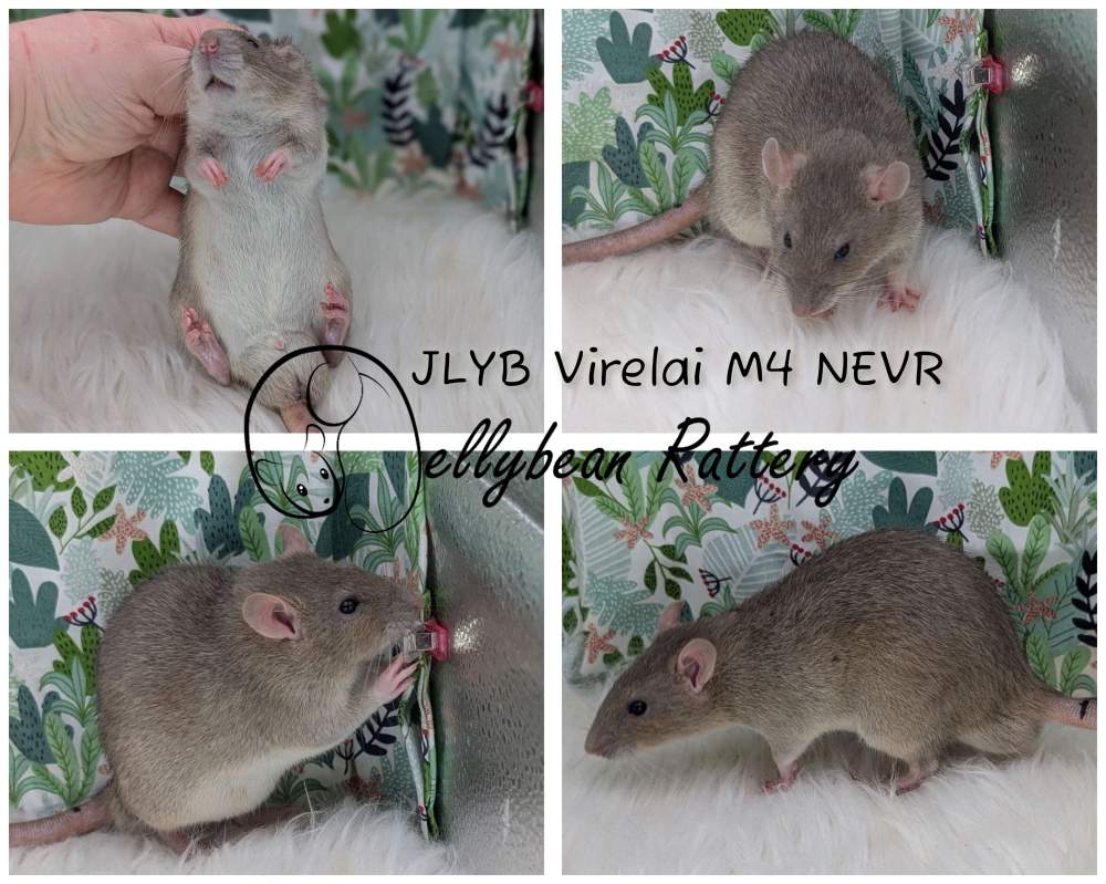 Fancy rat Pet only Rattus norvegicus 
