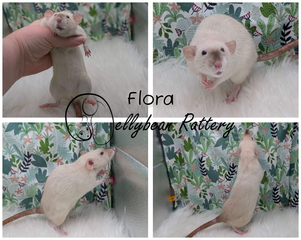 Fancy rat Breeder Rattus norvegicus 