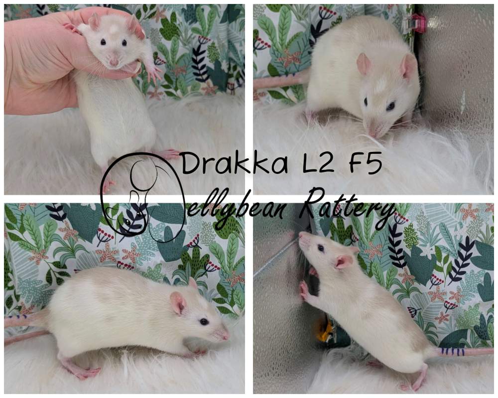 Fancy rat Breeder Rattus norvegicus 