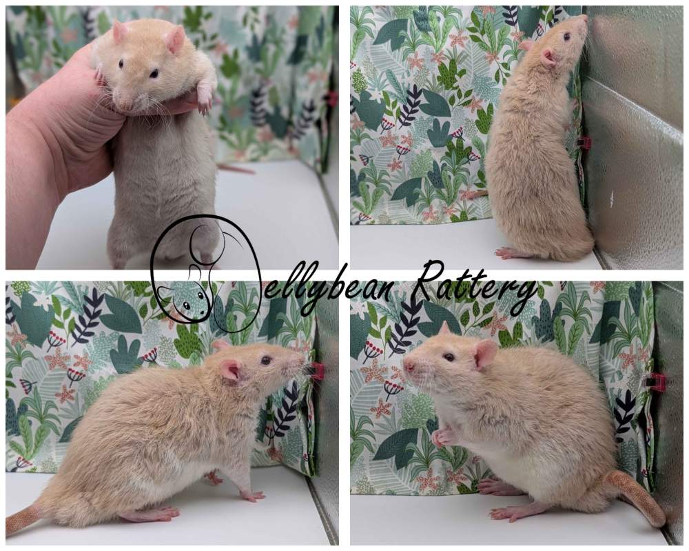 Fancy rat Breeder Rattus norvegicus 