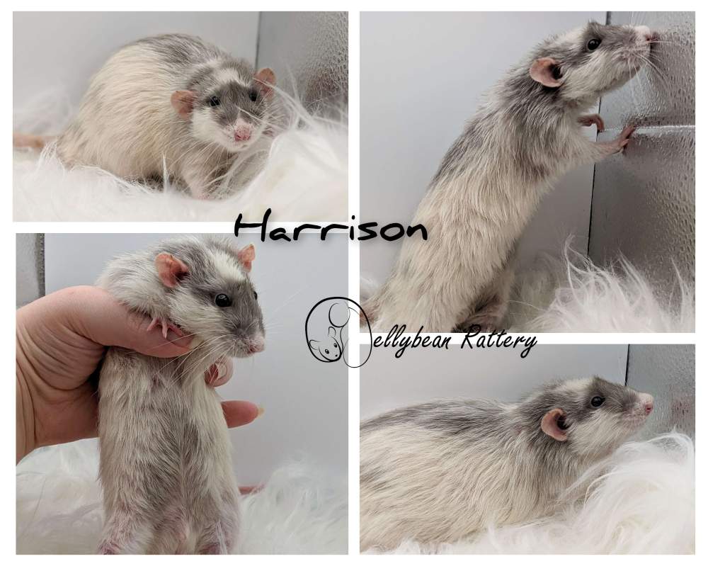 Fancy rat Retired Rattus norvegicus 