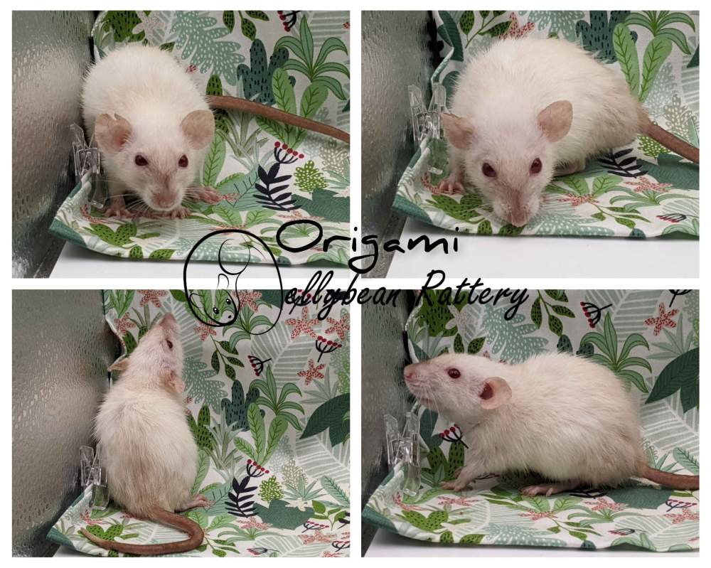 Fancy rat Retired Rattus norvegicus 