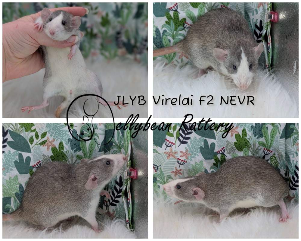 Fancy rat Rehomed Rattus norvegicus 