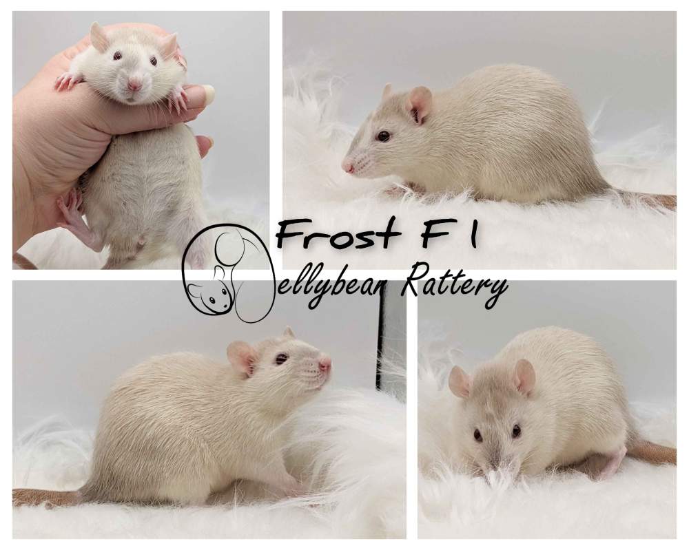 Fancy rat Pet only Rattus norvegicus 
