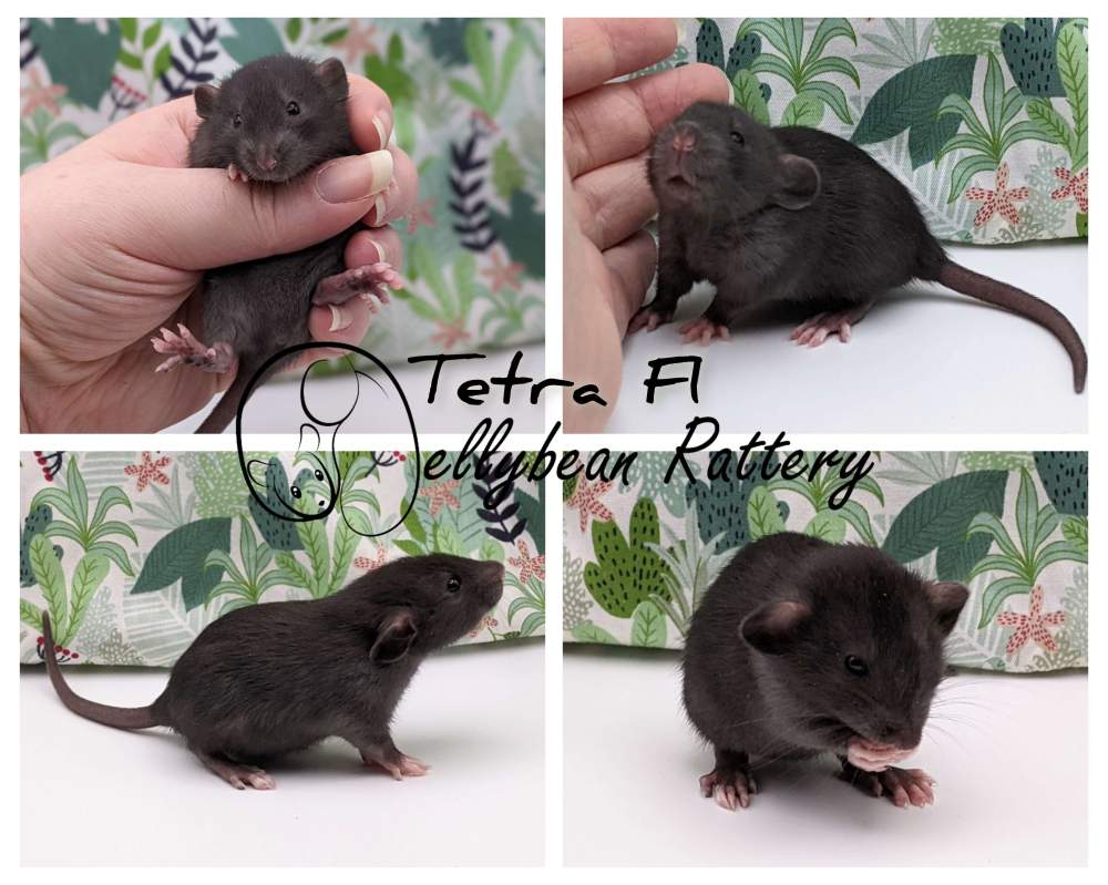 Fancy rat Breeder Rattus norvegicus 